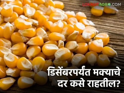 Latest News Maize Market How will maize prices be during October-December see details | Maka Market : ऑक्टोबर-डिसेंबरदरम्यान मक्याचे दर कसे राहतील, निर्यात कशी राहील?