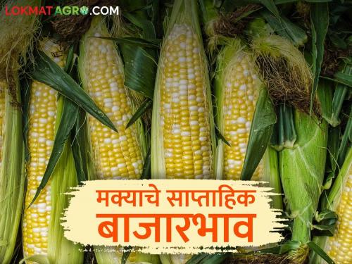 Latest news Maka bajarbhav Maize arrivals in maharashtra increased, prices fell check market price | Maka Market : राज्यात मक्याची आवक वाढली, दर घसरले, मागील आठवड्यातील बाजारभाव