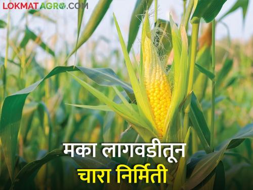 Training of farmers is going on, fodder production from maize cultivation | शेतकऱ्यांनो प्रशिक्षण सुरूय, मका लागवडीतून चारा निर्मिती