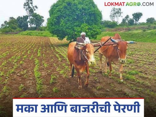 Latest news Maka Bajari perni Till what date can maize and millet be sown and how Read in detail | मका आणि बाजरीची पेरणी किती तारखेपर्यंत करता येईल अन् कशी? वाचा सविस्तर 