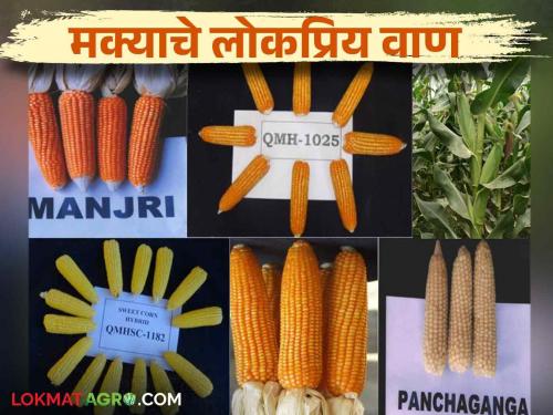 Maka Lagwad : Which variety will you choose to increase the yield of maize crop? Read in detail | Maka Lagwad : मका पिकाचे उत्पादन वाढविण्यासाठी कोणते वाण निवडाल? वाचा सविस्तर