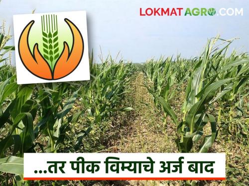 Latest news Pik Vima Yojana applications of these farmers for crop insurance will be rejected, read in detail | ...तर अशा शेतकऱ्यांचे पीकविम्यासाठीचे अर्ज बाद ठरविले जातील, वाचा सविस्तर 