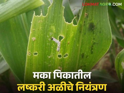 Latest News How to control armyworm lashkari ali on maize crop, know in detail  | Lashkari Ali : मका पिकावरील नवीन लष्करी अळीचे असे करा नियंत्रण, जाणून घ्या सविस्तर 