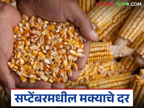 Latest News maize Market What price per quintal will maize fetch in September 2025 Read in detail | Maka Market : चालू सप्टेंबर 2025 मध्ये मक्याला प्रति क्विंटल काय भाव मिळतील? वाचा सविस्तर 