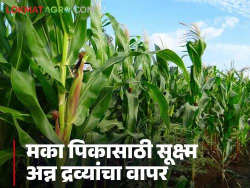 Latest news maize farming Why micronutrients need to be used in maize crop, read in detail | Maize Farming : मका पिकात सूक्ष्म अन्नद्रव्यांचा वापर का करावा लागतो, वाचा सविस्तर 