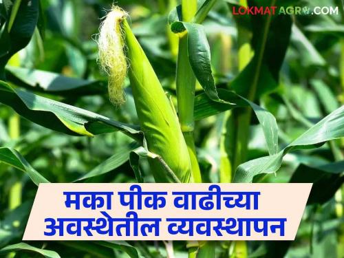 Latest News Crop Management How to manage growing stage of maize crop Read in detail  | Crop Management : मका पिकाच्या वाढीच्या अवस्थेतील व्यवस्थापन कसे कराल? वाचा सविस्तर 