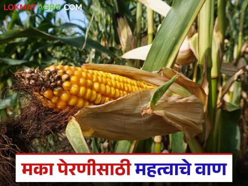 Latest news maka lagvad top ten best varieties for maize cultivation | Maka Lagvad : मका पिकातून एकरी भरगोस उत्पादन देणारे टॉप टेन बेस्ट वाण!