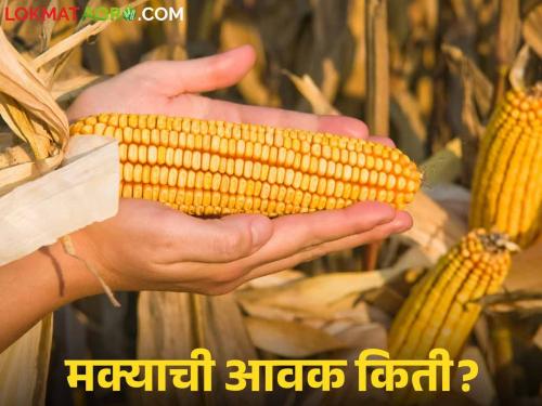 Maize Bajar Bhav : | Maize Bajar Bhav : सिल्लोडच्या बाजारात मक्याची सर्वाधिक आवक; काय भाव मिळाला ते वाचा सविस्तर