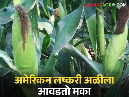 The American armyworm has a sweet taste for corn | Maize crop : अमेरिकन लष्करी अळीला गोड लागतोय मका