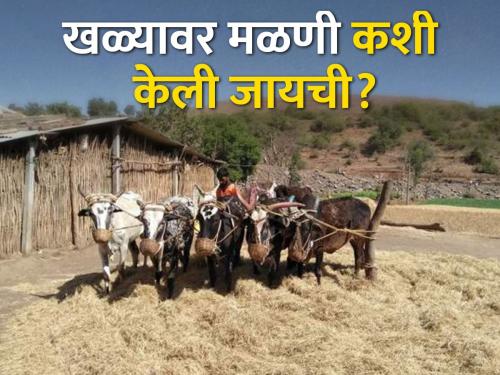 Due to mechanization, the traditional threshing method in the fields disappeared | यांत्रिकीकरणामुळे शेतातील पारंपरिक खळे झाले गायब