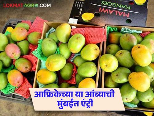 Mango Market Mumbai : Mango from Malawi in Africa has been submitted to the Mumbai Agricultural Produce Market Committee How is the price getting? | Mango Market Mumbai : अफ्रिकेमधील मलावीचा आंबा मुंबई कृषी उत्पन्न बाजार समितीमध्ये दाखल कसा मिळतोय दर