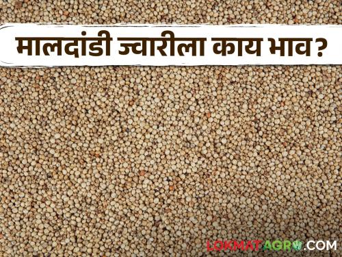 Latest News Todays Jawar bajarbhav in pune, jalna market yard check here sorghum market | Jawar Bajarbhav : दादर ज्वारीला काय भाव मिळतोय? वाचा आजचे सविस्तर बाजारभाव