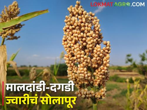 We do not want to compromise on quality sorghum production; Solapuri Pattern of Sorghum | गुणवत्तेच्या ज्वारी उत्पादनात आमचा नाद करायचा नाही; ज्वारीचा सोलापुरी पॅटर्न