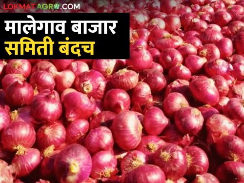 Latest News Malegaon Bazar Committee closed indefinitely by levy issue of onion | मालेगाव बाजार समिती लिलाव नाहीच, शासन निर्णय येईपर्यंत बेमुदत बंद