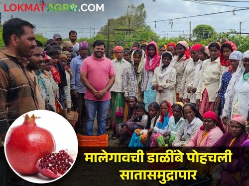 Latest News Success story of a pomegranate farmer of Malegaon | 75 हेक्टरवर डाळींब उत्पादन, चारशे जणांना रोजगार, मालेगावच्या शेतकऱ्याची यशोगाथा