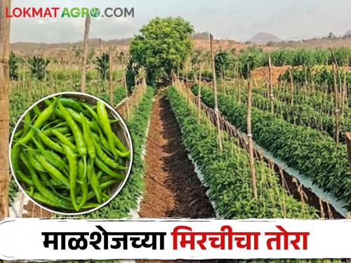 Farmers are getting good price in the market for planting summer chillies in Malshej area | Summer Chilli माळशेज परिसरात उन्हाळी मिरची लावण्यावर शेतकऱ्यांचा भर बाजारात मिळतोय चांगला दर