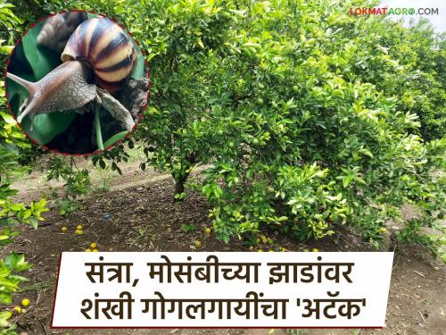 latest news Shankha Snail Management: Shankha snails attack orange and grapefruit orchards; What are the measures for control? | Shankha Snail Management : शंखी गोगलगायींचा संत्रा-मोसंबी बागा हल्ला; नियंत्रणासाठी उपाय कोणते?
