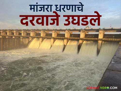 latest news Manjara Dam Water Storage: Manjara Dam 90 percent full; Four gates opened, alert to villages along the river! | Manjara Dam Water Storage : मांजरा धरण ९० टक्के भरले; चार दरवाजे उघडले, नदीकाठच्या गावांना अलर्ट!