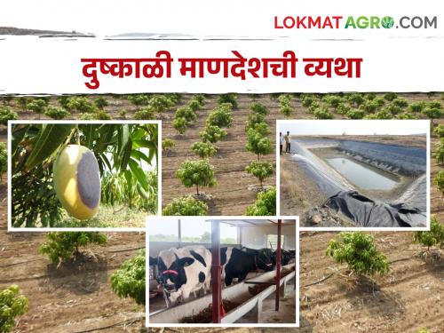 Drought Story Five lakhs spent on water to sustain orchards; Still the no good income from farming | Drought Story फळबागा जगविण्यासाठी पाण्यावर खर्च केला पाच लाख; त्यानंतर असं झालं