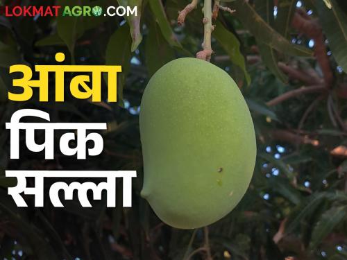 Mango crop can be affected by fruit fly; Take care | आंबा पिकात होऊ शकतो फळमाशीचा प्रादुर्भाव; घ्या ही काळजी
