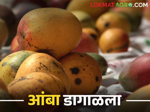 How to manage mango staining due to rain | पावसामुळे आंबा डागळातोय कसे कराल व्यवस्थापन