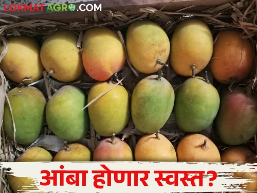 Mango arrivals increased in Vashi market; How is the market price? | वाशी मार्केटमध्ये आंब्याची आवक वाढली; कसा मिळतोय बाजारभाव