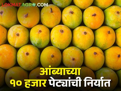 Good news for farmers; Vashi apmc market will remain open 24 hours for mango export | शेतकऱ्यांसाठी गोड बातमी; आंबा निर्यातीसाठी वाशी मार्केट राहणार २४ तास खुले