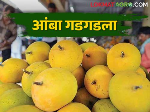 Mango prices fall down in Vashi market committee; Soon the mangoes will hit the local market | वाशी बाजार समितीत आंब्याचे दर कोसळले; लवकरच आंबा स्थानिक बाजारपेठेत येणार