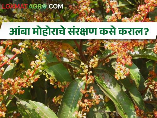 How to control pests and diseases on mango flowering blossom? | आंबा मोहोरावरील कीड व रोग नियंत्रण कसे कराल?