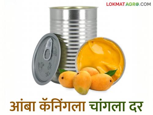 Gardeners are inclined to offer mangoes for canning; How are they getting the price for canning this year? | कॅनिंगसाठी आंबा देण्याकडे बागायतदारांचा कल; यंदा कसा मिळतोय कॅनिंगला दर?