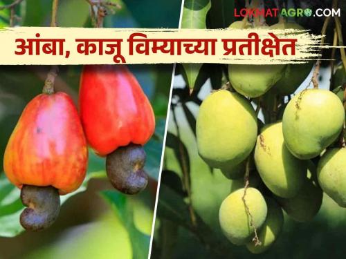 Fruit Crop Insurance: It has been two months, when will you get the mango and cashew insurance refund? | Fruit Crop Insurance : दोन महिने झाले आंबा व काजू विमा परताव्याची रक्कम कधी मिळणार