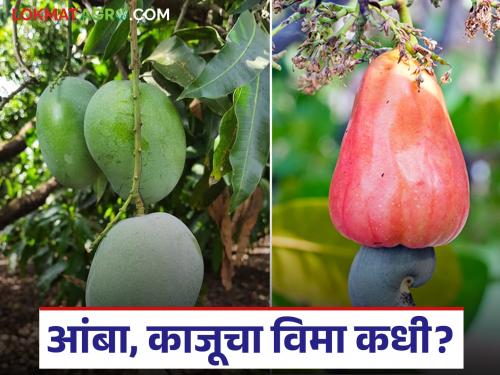 Fal Pik Vima : Even though the mango and cashew season is over, the insurance companies have not yet announced refunds | Fal Pik Vima : आंबा, काजूचा हंगाम संपला तरी अद्याप विमा कंपन्यांकडून परतावा जाहीर होईना