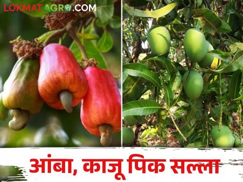 Fear of infestation on mango, cashew due to light showers; How to manage | हलक्या सरींमुळे आंबा, काजूवर प्रादुर्भावाची भीती; कसे कराल व्यवस्थापन