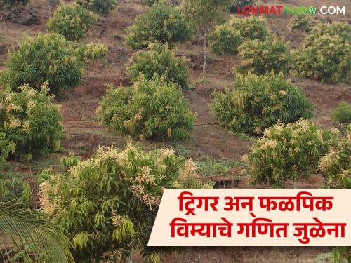 Weather based fruit Crop Insurance trigger cant hit in konkan that's why major loss of mango grower farmers | Fal Pik Vima Yojana : महसूल मंडळातून ट्रिगर कार्यान्वित न झाल्यामुळे आंबा बागायतदारांना फटका