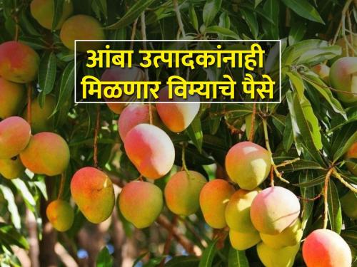 Insurance refund of 81 crores approved to mango growers under fruit crop insurance scheme | फळपीक विमा योजनेंतर्गत आंबा बागायतदारांना ८१ कोटींचा विमा परतावा मंजूर