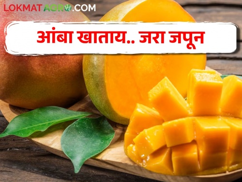 Do you avoid eating mangoes because it will increase your weight and sugar? But these are the benefits of eating mangoes | वजन, शुगर वाढेल म्हणून आंबे खायचे टाळताय का? पण हे आहेत आंबा खाण्याचे फायदे