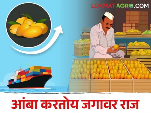 How many metric tons of mango Export form Maharashtra | Mango Export परदेशात पोहोचला इतका मेट्रिक टन आंबा