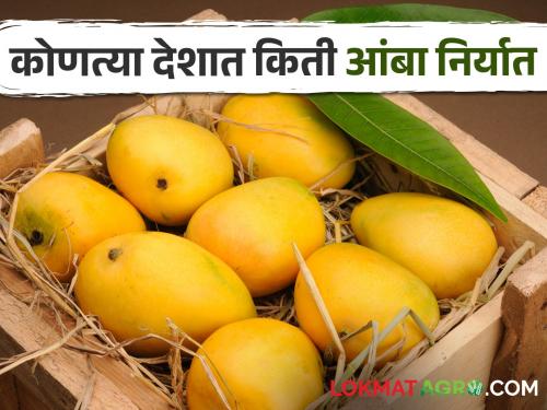 Mango Export Searoute mango exports have come to a standstill due to Palestinian pirates taking control of the sea | Mango Export पॅलेस्टियन समुद्री चाच्यांनी समुद्रावर कब्जा मिळवल्यामुळे समुद्रमार्गे होणारी आंबा निर्यात ठप्प