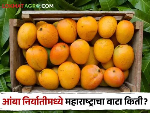 Latest News 60 percent of mango exports from Maharashtra read details | Mango Export : एकट्या महाराष्ट्रातून आंब्याची 60 टक्के निर्यात, अशी असते संपूर्ण प्रक्रिया 