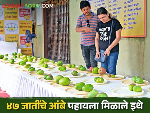 47 varieties of delicious mangoes at the Mango Festival in Kolhapur | Mango Festival कोल्हापुरातील आंबा महोत्सवात ४७ जातींचे चवदार आंबे