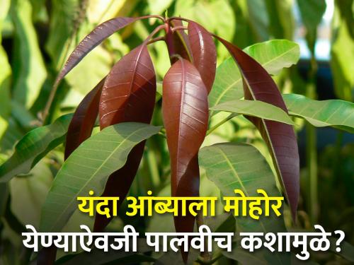 Impact of climate change on flowering of mango orchards | climate change आंबा बागांमध्ये हवामान बदलामुळे होतोय मोहोर येण्यावर परिणाम