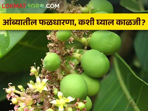 What measures should be taken by the mango growers regarding the protection of the fruit crops? | आंबा उत्पादक शेतकऱ्यांनी फळपिकांच्या संरक्षणाबाबत काय कराल उपाययोजना