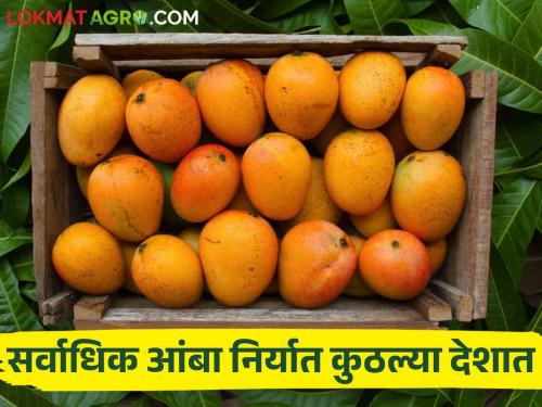 Mango Export: Sweetness of mango export, 2,057 MT exported abroad so far | Mango Export: आंब्याला निर्यातीचा गोडवा, आत्तापर्यंत परदेशात २,०५७ मेट्रिक टन निर्यात