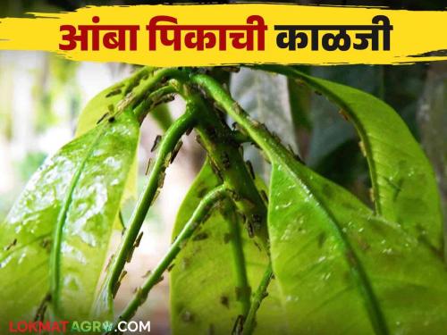 This simple spray can reduce the risk of hopper pest and blight in the mango crop | आंबा पिकात तुडतुडे व करप्याच्या प्रादुर्भावाची शक्यता करा ही सोपी फवारणी