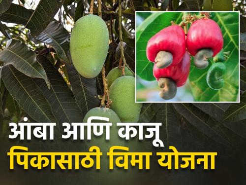 How to Apply for Restructured Weather Based Fruit Crop Insurance Scheme? | पुनर्रचित हवामानावर आधारित फळपीक विमा योजनेसाठी कसा कराल अर्ज?