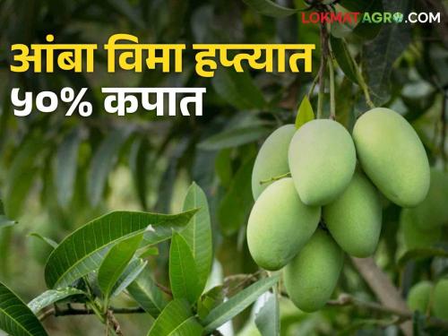 Mango Insurance: Good news for mango growers; Insurance premium reduced | Mango Insurance आंबा उत्पादकांना खुशखबर; विम्याचा हप्ता झाला कमी