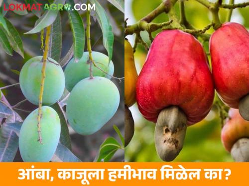 Sugarcane, grapes, cotton guaranteed, then why not for cashews, mangoes? | ऊस, द्राक्षे, कापसाला हमीभाव, मग काजू, आंब्याला का नाही?