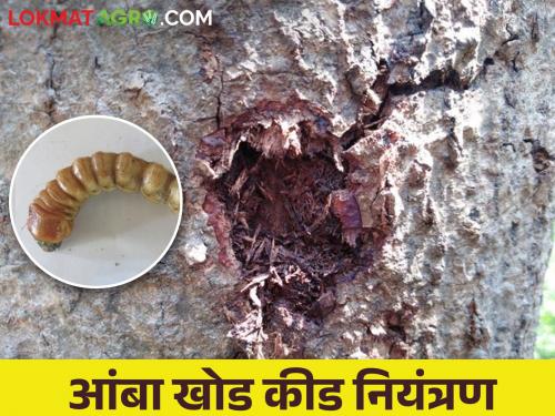 mango stem borer, The trunk of the mango is poached and the husk is coming out of it; How to control | आंबा खोडकीड, आंब्याचे खोड पोखरलय त्यातून भुसा बाहेर येतोय; कसे कराल नियंत्रण