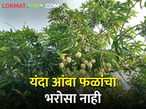 State Task Force will prevent natural disasters on mango crop | आंबा पिकावरील नैसर्गिक संकटे कृती दल रोखणार