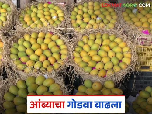An average of 100 tons of mangoes arrive daily in Mumbai Market Committee; What is the price of each mango? | मुंबई बाजार समितीमध्ये प्रतिदिन सरासरी १०० टन आंब्याची आवक; कोणत्या आंब्याला किती दर?